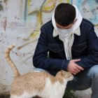 Los gatos son susceptibles al virus y pueden contagiar a otros de su misma especie.