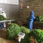 Mil pedidos diarios es el promedio que se solicita en la plataforma. Subió en 50 % desde marzo.