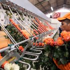 El sector florícola, fuertemente afectado por la pandemia, genera 40.000 empleos directos.