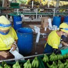 Los protocolos son indispensables en las empresas bananeras.