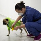 Psychologist and neuropsychologist Lucia Ledesma Torres puts protective equipment on to her dog Harley, aka El Tuerto, to prevent the spread of the new coronavirus, COVID-19, in Mexico City, on May 13, 2020. - Harley, a three-year-old Pug puppy, is part of the Psychiatry, Paidopsychiatry, Psychology and Neuropsychology service of the 20 de Noviembre National Medical Center, one of the public hospitals assigned by the government to care for patients with the new coronavirus. As a co-therapist, Harley, gives support and emotional assistance to doctors and nurses, who have already spent at least 50 days in the first line treating patients with COVID-19. (Photo by CLAUDIO CRUZ / AFP)
