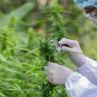 El cáñamo se utiliza en productos medicinales como aceites y pomadas y en otras aplicaciones industriales, como la elaboración de textiles, la preparación de biocombustibles y el uso de las semillas para cosméticos y champús.