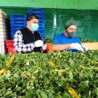 La producción de las plantas medicinales que se usan para elaborar la horchata ayuda a la economía familiar.