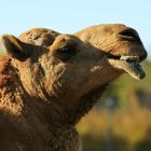 Un dromedario, en el zoológico "África Mía", de Costa Rica. Científicos buscan la vacuna contra la gripe en la sangre de estos animales.