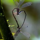 Investigadores de la  Universidad San Francisco de Quito, la Universidade de Vigo (España), la Universidad de São Carlos (Brasil) han descubierto una nueva especie de libélula en la selva amazónica de Ecuador.