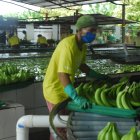 El empaque de banano no tiene problemas.