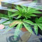 El año pasado se aprobó el cultivo de cannabis con propósitos medicinales en el Código Orgánico Integral Penal (COIP).