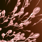 Cada espermatozoide contiene 37,5 MB de información.