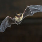 Este murciélago, conocido comúnmente como roseto, es un animal emblemático en Nueva Caledonia.