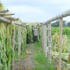 El el recinto La Porfía dejaron de sembrar tabaco.