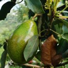 La resolución obviaba los requisitos regulares que deben cumplir los importadores de frutas y hortalizas a nivel nacional.