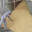 Las plantas de arroz no dejan de trabajar en Yaguachi