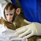 Un empleado de laboratorio sostiene en brazos a un bebé de mono en el Centro Nacional de Investigación de Primates de Tailandia, en la Universidad de Chulalongkorn, en Saraburi, el 23 de mayo de 2020.