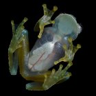 No se trata de un capricho de la naturaleza, la transparencia de esta rana tiene una razón de supervivencia esencial.