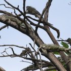 En el parque Seminario hay alrededor de 200 iguanas.