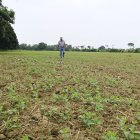 Washington Núñez produce soja en la vía Babahoyo-Montalvo.