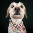 Tras vivir en el abandono, Olivia logró ser rescatada. Su vida tuvo un cambio radical.