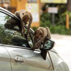 Referencial. Aunque se ha detectado coronavirus en algunos animales, no se ha demostrado que estos trasmitan el virus a seres humanos.