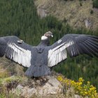 La liberación de Iguiñaro se produjo en una zona considerada como un santuario para el cóndor andino de Ecuador.