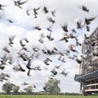 Las carreras de palomas es el primer deporte que se practica en suelo inglés desde marzo.