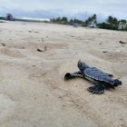 ISLAS GALÁPAGOS. En fotografía cedida por el Parque Nacional Galápagos (PNG), se observan a una tortuga recién nacidas camino hacia el mar el 31 de mayo de 2020 en Playa Grande en la Isla Isabela.