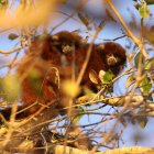 Las especies amenazadas por el hombre son como el ladrillo de una casa. Si desaparecen, la casa de derrumbará.