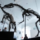 Two dinosaur skeletons, an Allosaurus and a Camptosaurus discovered in Wyoming, are reconstructed ahead of an auction at Artcurial auction house in Paris, France, November 13, 2018. REUTES/Charles Platiau