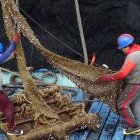 El plantado de atún que se usa es biodegradable.