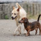 Hecho. En la imagen, dos de los doce canes que esperan que una familia decida integrarlos a su hogar.