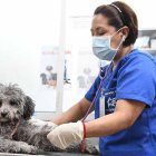 Foto referencial de una veterinaria atendiendo a un perro.