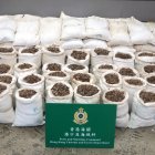 (FILES) This handout file photo taken on January 5, 2018 and provided by the Hong Kong Customs and Excise Department shows a seizure of about 1,800 kilograms of suspected pangolin scales from a container, with an estimated market value of about 350,000 USD, at the Kwai Chung Customhouse Cargo Examination Compound in Hong Kong. - China has removed pangolin parts from its official list of traditional medicines, state media reported on June 10, 2020, days after increasing legal protections on the endangered animal. (Photo by Handout / Hong Kong Customs and Excise Department / AFP) / -----EDITORS NOTE --- RESTRICTED TO EDITORIAL USE - MANDATORY CREDIT "AFP PHOTO / Hong Kong Customs and Excise Department" - NO MARKETING - NO ADVERTISING CAMPAIGNS - DISTRIBUTED AS A SERVICE TO CLIENTS