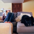 Los perros pueden sufrir de depresión y ansiedad al separarse de sus dueños.