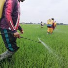 En Los Ríos se prueba una semilla peruana.