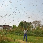 ALLAHABAD. Un hombre camina bajo la sombra que generan las langostas, que invaden no solo las zonas agrícolas de Paquistán e India, sino a media docena de países de África Oriental.