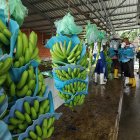 El frío baja la calidad del banano.