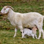 Las alternativas de tratamientos contra el cáncer se amplían con proyectos transgénicos.