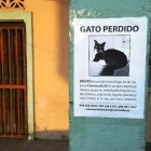 Bigotes se perdió el 24 de mayo y la fundación Amigos con cola aún lo busca.