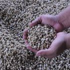 El café robusta no despegó en Ecuador como se esperaba