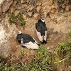Iguiñaro y su pareja se encuentran bien alimentados y estarían adoptando actitudes reproductivas.
