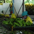 El banano es la fruta más demandada en Europa.