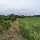 En algunas zonas la saca se vende a 41 dólares.