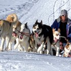 La ciencia ayudó a determinar desde cuándo el humano emplea a los perros para que jalen de los trineos.
