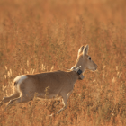 El confinamiento brinda la oportunidad para analizar el impacto humano en  el comportamiento de los animales