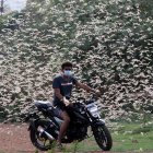 Enjambres de langostas vistos volando en Bhopal, India, 14 de junio de 2020. Las langostas atacaron varias partes de Rajastán y destruyeron los cultivos e interrumpieron la vida cotidiana en muchas ciudades y ahora la pesadilla de las langostas se extiende a Maharashtra, Uttarpradesh y Pujnab y Haryana también es