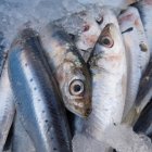 El 58% de las sardinas y el 60% de anchoas del Mediterraneo Occidental ha ingerido microplásticos.