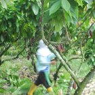 BanEcuador, ex Banco de Fomento, privilegia el crédito al agro.