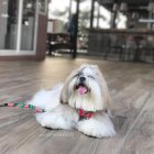 Goofy tiene cuentas de Instagram y Facebook donde se promueve el cuidado animal.