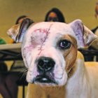 El 9 de junio, la perrita Valiente fue hallada en el sur de Quito, con el rostro descuartizado. Fue macheteada por su dueño.
02  DE JULIO DEL 2020 
ANGELO CHAMBA 
Agencia (ag-expreso ag-extra ag-Quito) ACCIÓN ANIMAL ECUADOR
