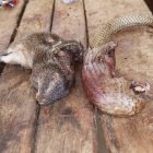LAGOS. Un pangolin y otros animales salvajes en un mercado húmedo en la capital de Nigeria. Durante siglos la vida silvestre se intercambia por alimentos.