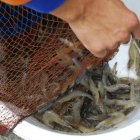 El camarón fue en 2019 el principal producto de exportación.